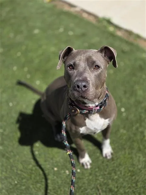 An adult large-sized female American Staffordshire Terrier dog named Princess for adoption in San Antonio, TX