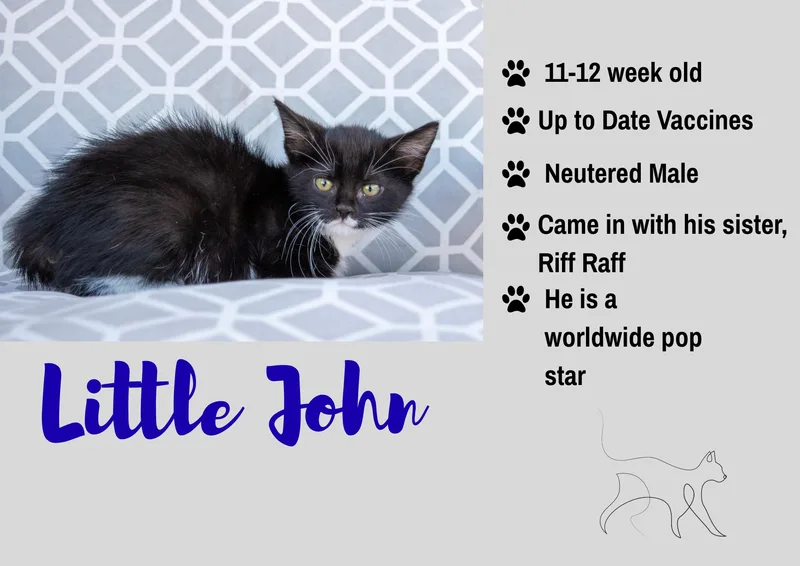 A baby medium-sized male Domestic Short Hair cat named Little John for adoption in Junction City, KS