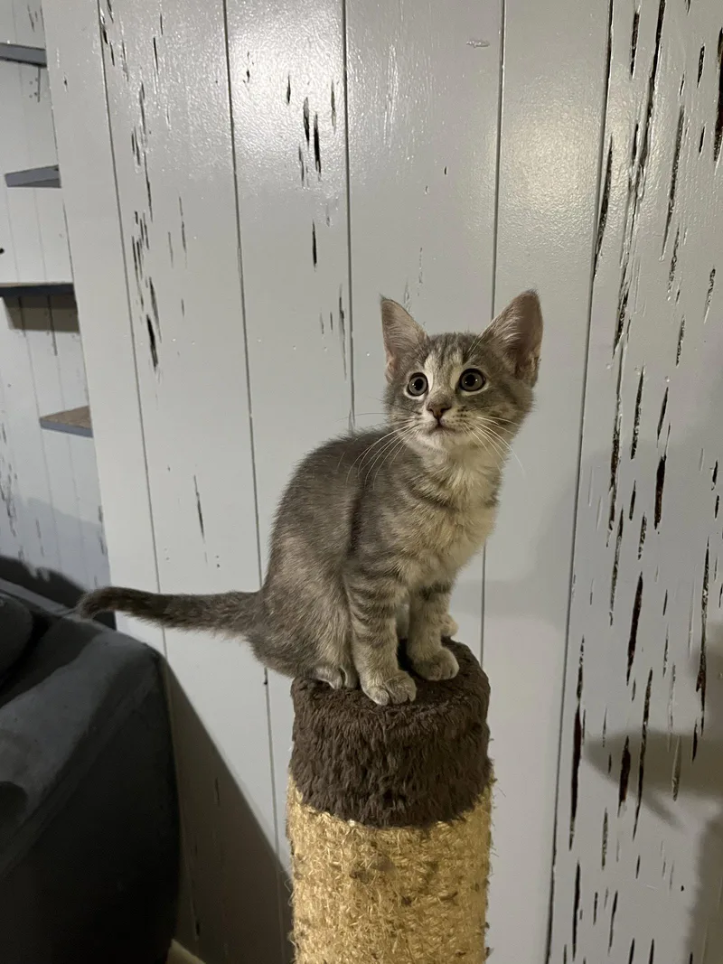 A young medium-sized male Domestic Short Hair cat named Jorts for adoption in McKinney, TX