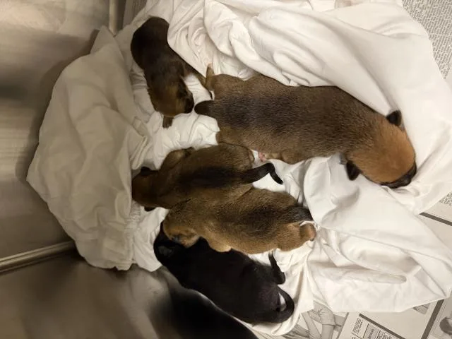 A baby small-sized female German Shepherd Dog dog named A for adoption in Riverside, CA
