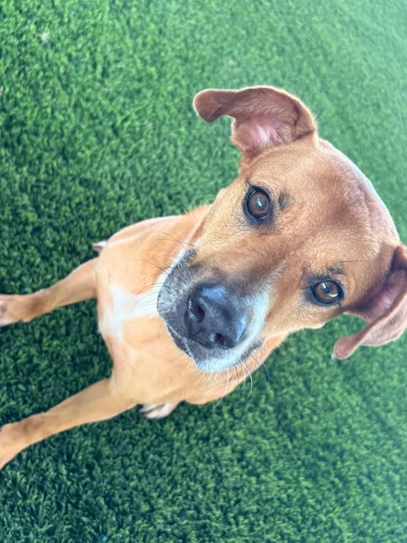 A young medium-sized male Mixed Breed dog named Dolce for adoption in Brooklyn, NY