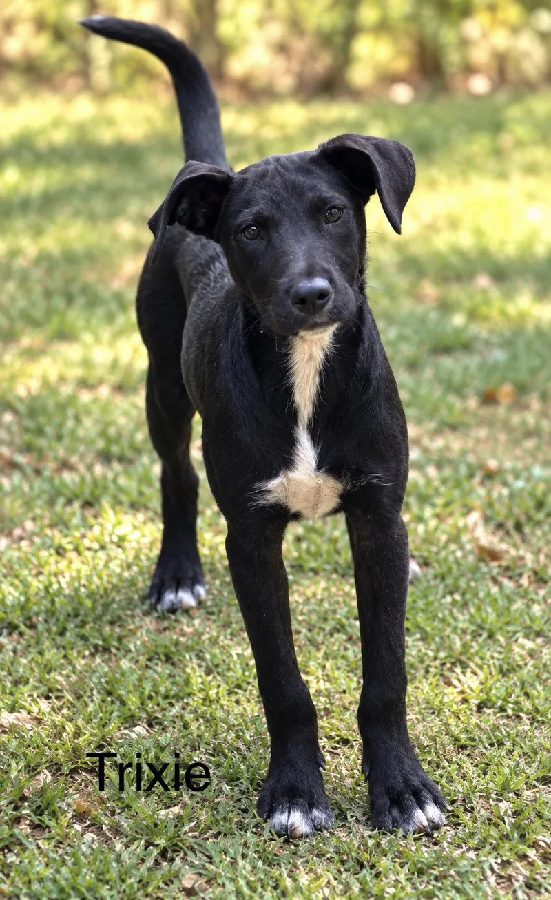 A young medium-sized female Labrador Retriever dog named Trixie months old for adoption in Sterling, MA