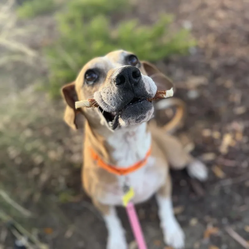 An adult medium-sized female White / Cream Mixed Breed dog named Hope for adoption in San Diego, CA