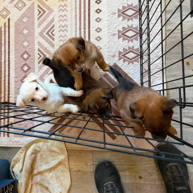 A baby medium-sized female Brown / Chocolate Spaniel dog named Lisette for adoption in Agua Dulce, CA