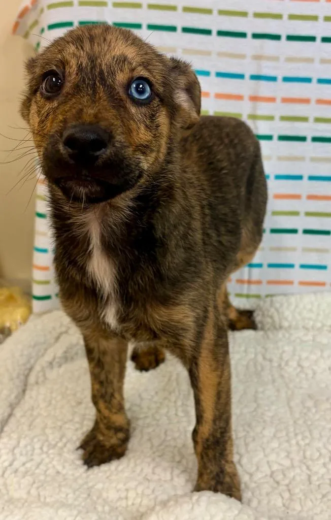 A baby large-sized male Shepherd dog named Big Mac for adoption in Clinton, SC