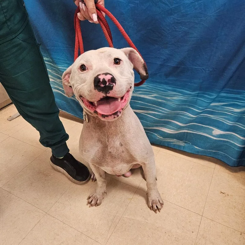 A young medium-sized male White / Cream Mixed Breed dog named Casper for adoption in Lake Panasoffkee, FL