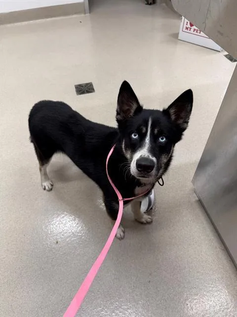 A young medium-sized male Husky dog named Gambit for adoption in Baytown, TX