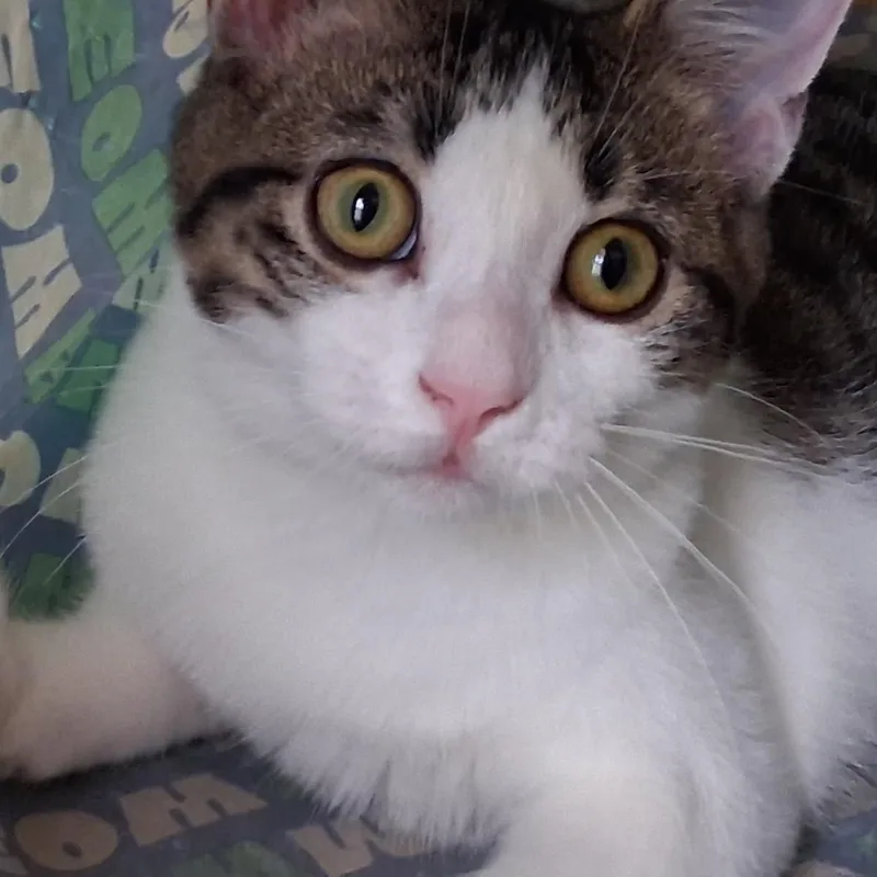 A baby medium-sized female Tabby (Brown / Chocolate) Domestic Short Hair cat named Bit O Honey for adoption in Hudsonville, MI