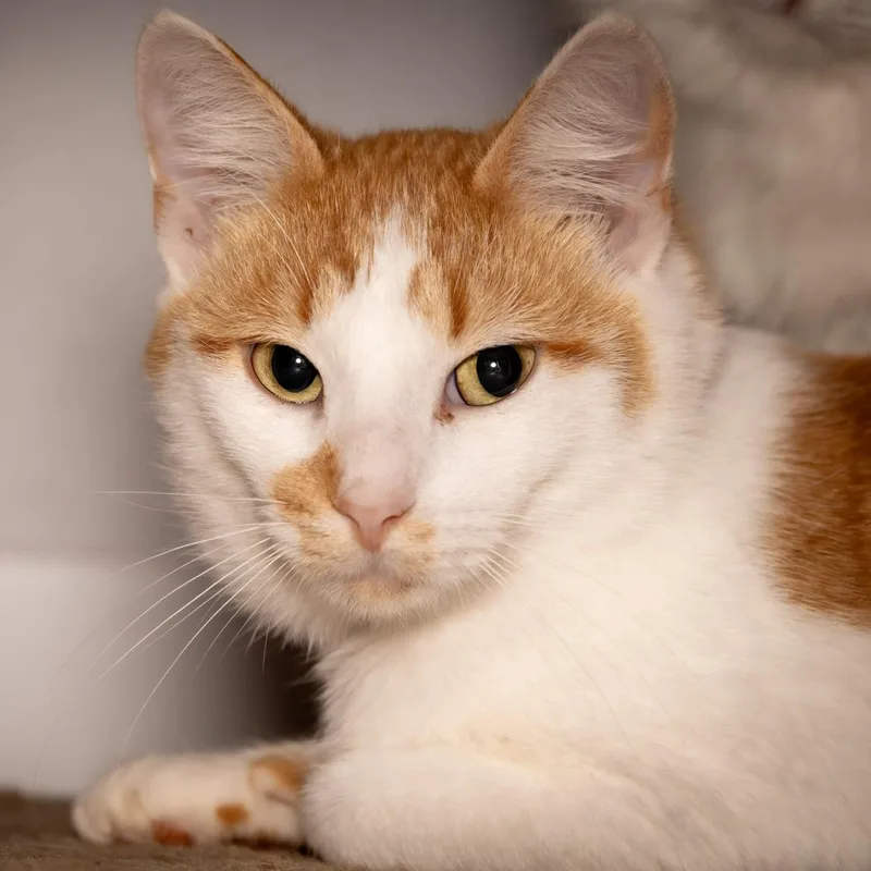 An adult medium-sized male Orange & White Domestic Short Hair cat named Benny for adoption in Victor, NY