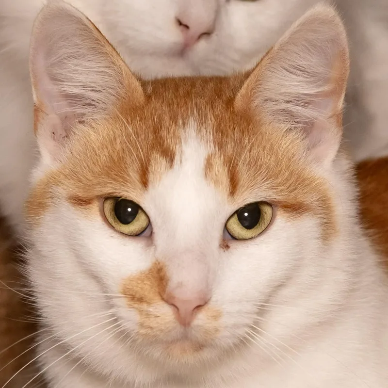 Benny thumbnail 2