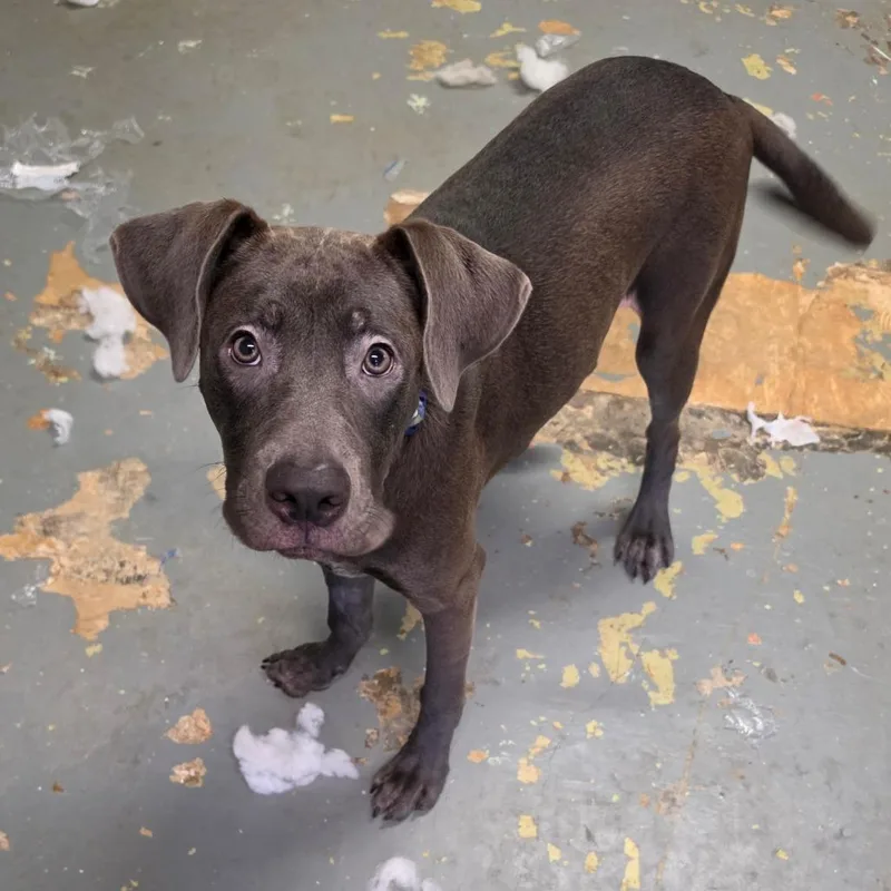 A young medium-sized male Gray / Blue / Silver Boxer dog named Rocky for adoption in Melrose, FL