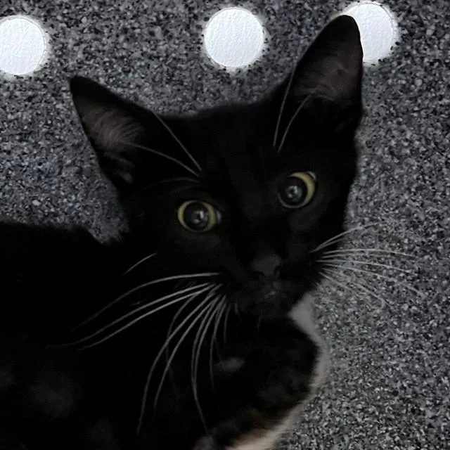 A baby small-sized male Domestic Short Hair cat named Dexter for adoption in Naples, FL