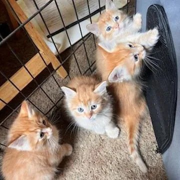 A baby small-sized male Orange / Red Domestic Medium Hair cat named Skip for adoption in Coos Bay, OR