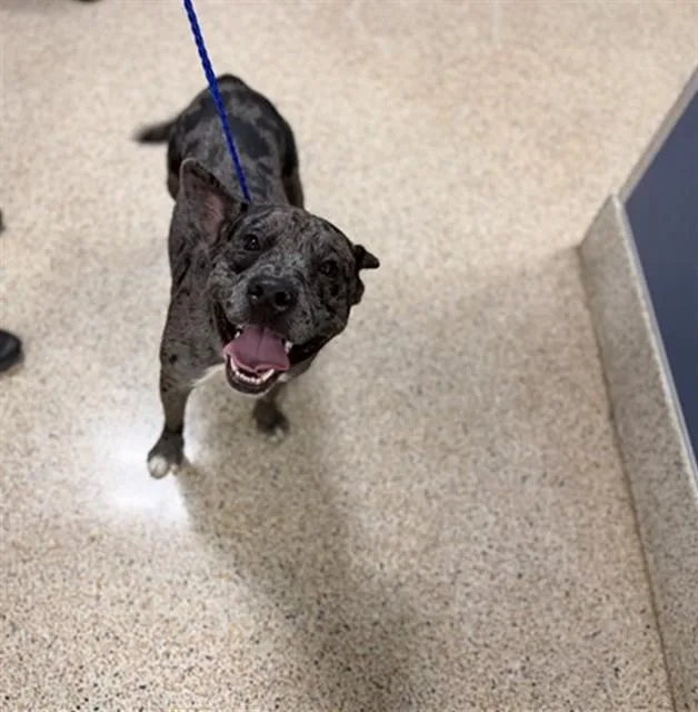 A young medium-sized male Catahoula Leopard Dog dog named Dunnellon for adoption in Miami, FL