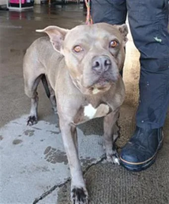 A young large-sized female Pit Bull Terrier dog named Pebble for adoption in Camarillo, CA
