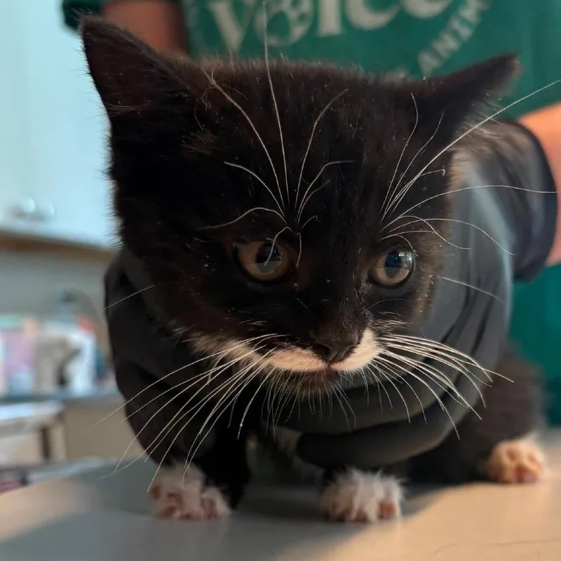 A baby small-sized male Black Domestic Short Hair cat named Soble for adoption in Huntington, WV