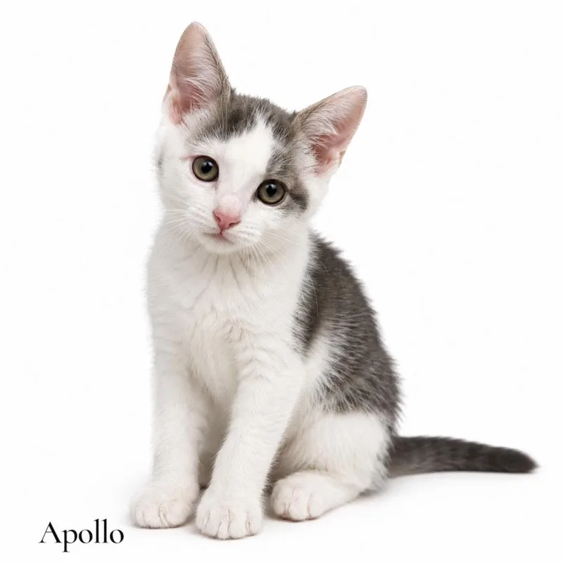 A baby medium-sized male Gray & White Domestic Short Hair cat named Apollo for adoption in Stevensville, MI