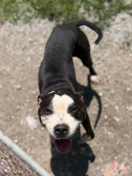 An adult medium-sized male Black Mixed Breed dog named Kody for adoption in Leitchfield, KY