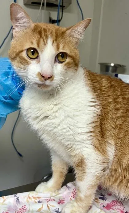 An adult medium-sized male Domestic Short Hair cat named Goose for adoption in San Antonio, TX