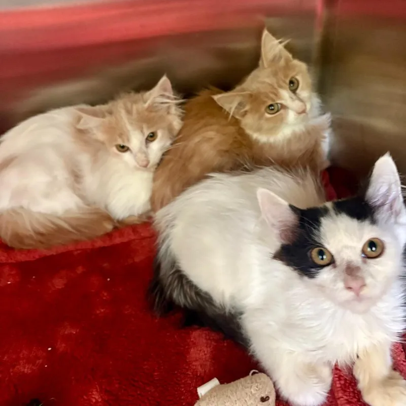 A baby small-sized male Domestic Medium Hair cat named Ross for adoption in New Fairfield, CT