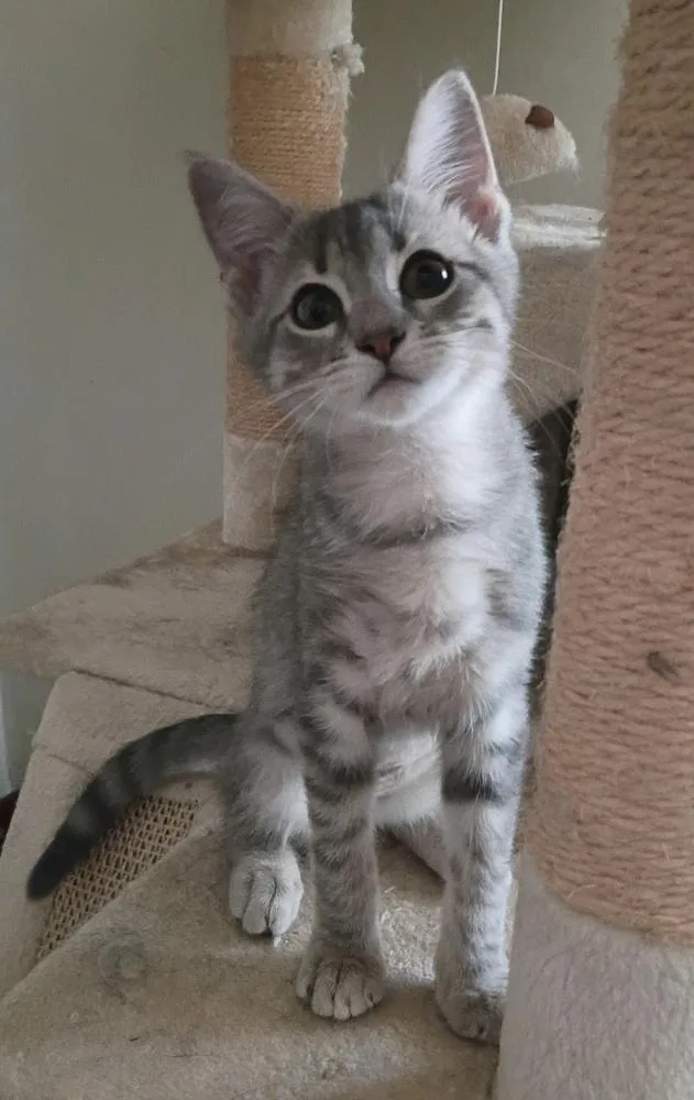 A baby small-sized female Gray / Blue / Silver Domestic Short Hair cat named Pesto for adoption in Jackson, GA