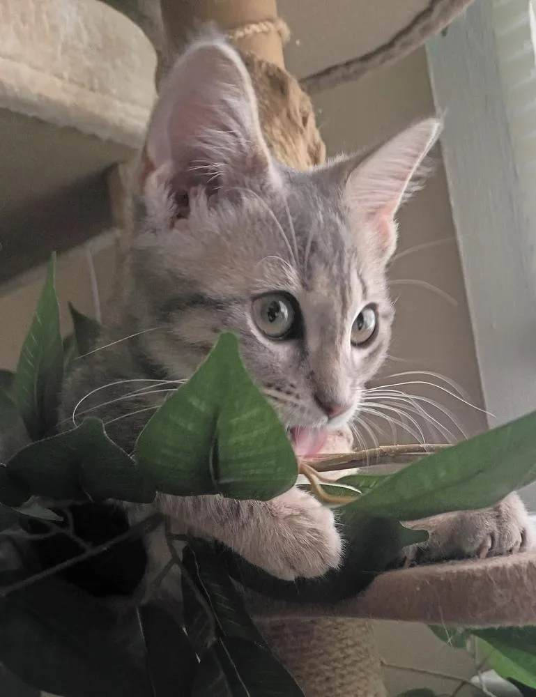 Pesto thumbnail 4