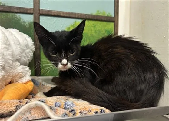 A young small-sized female Domestic Short Hair cat named Lila for adoption in Houston, TX