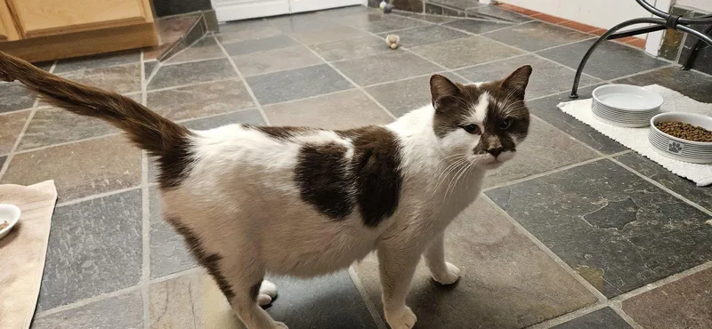 An adult medium-sized female Domestic Short Hair cat named Cinnamon for adoption in Evergreen, CO