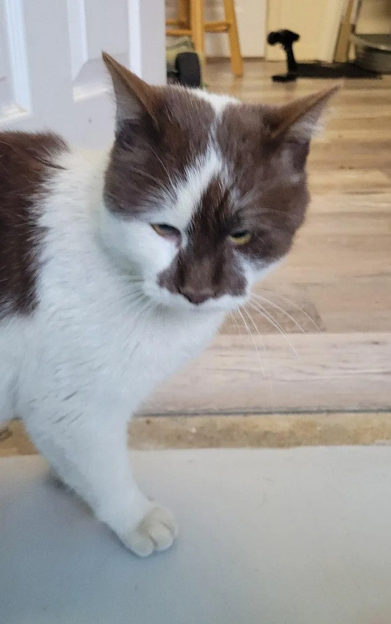 Cinnamon thumbnail 2
