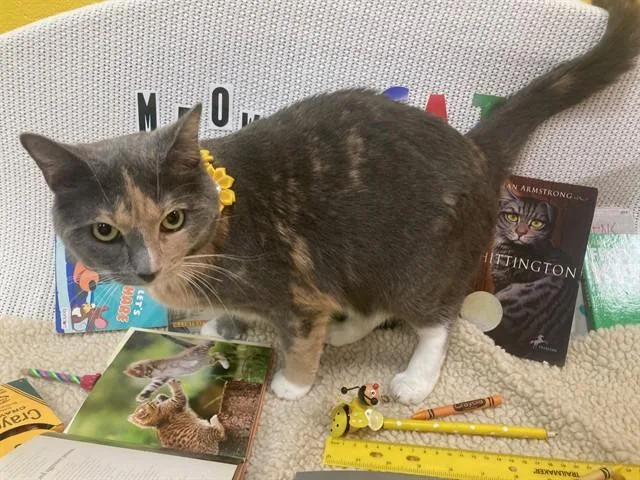 An adult large-sized female Domestic Short Hair cat named Yuki for adoption in Upper Marlboro, MD