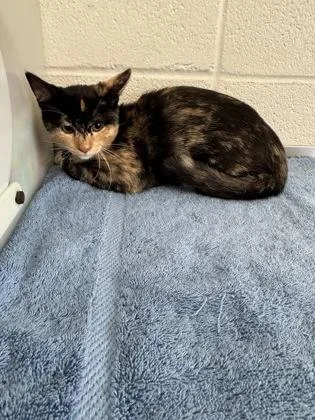 A baby small-sized female Domestic Short Hair cat named Stevie for adoption in Port Allen, LA