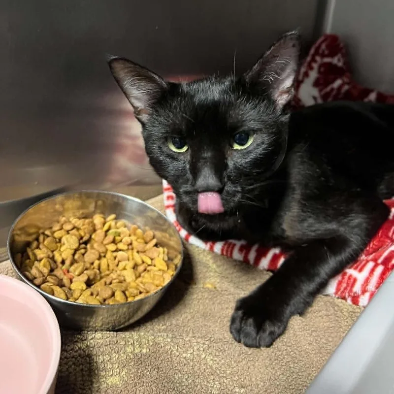 A baby medium-sized male Black Domestic Short Hair cat named Burrito for adoption in Hampton Bays, NY