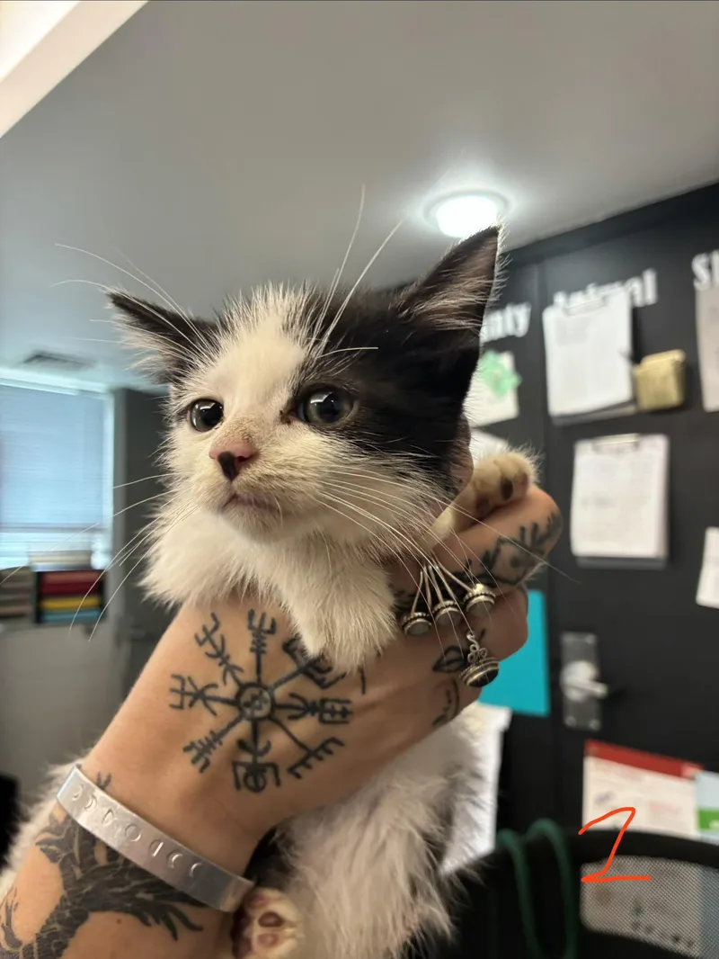 A baby medium-sized male Black & White / Tuxedo Domestic Short Hair cat named Kevin for adoption in Caro, MI