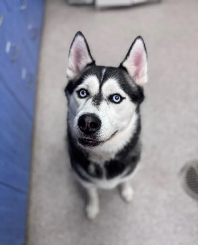 Zola