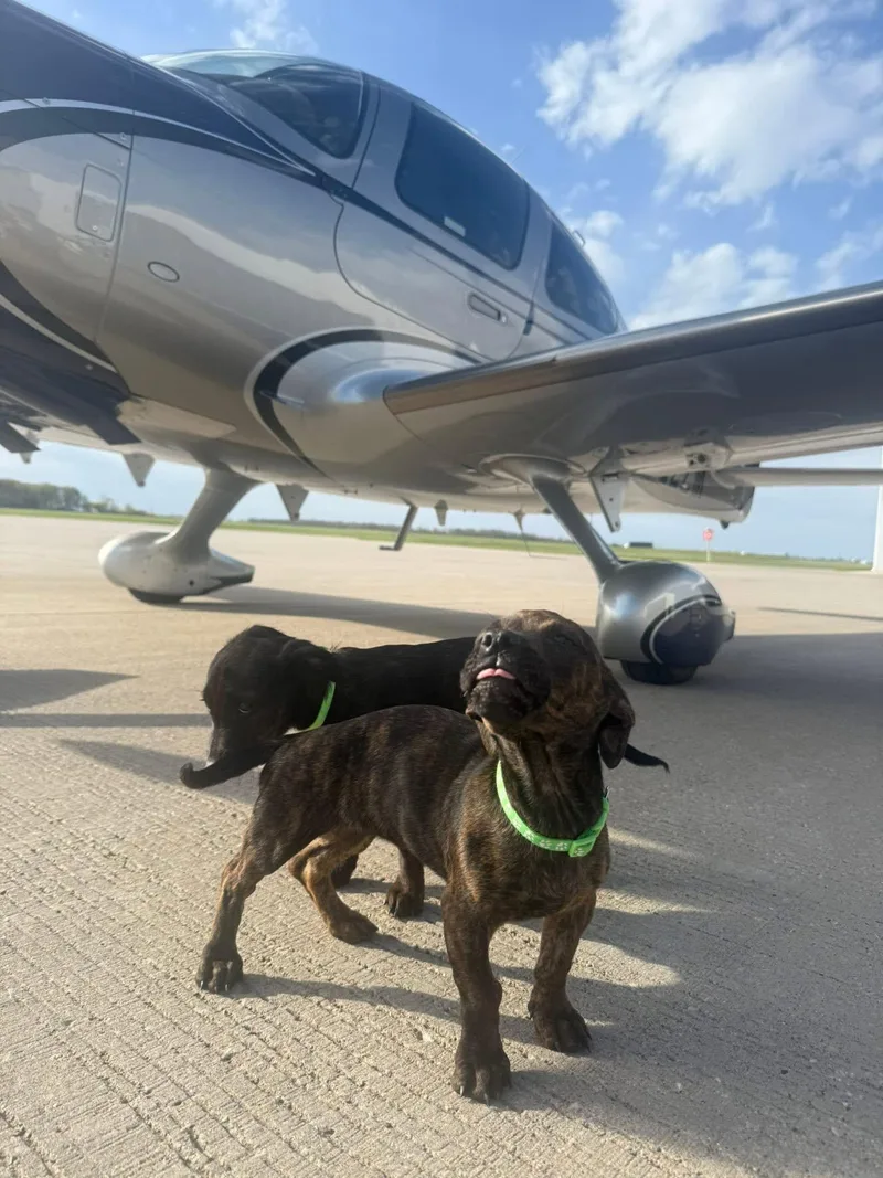 A baby medium-sized female Dachshund dog named Sister for adoption in New London, WI