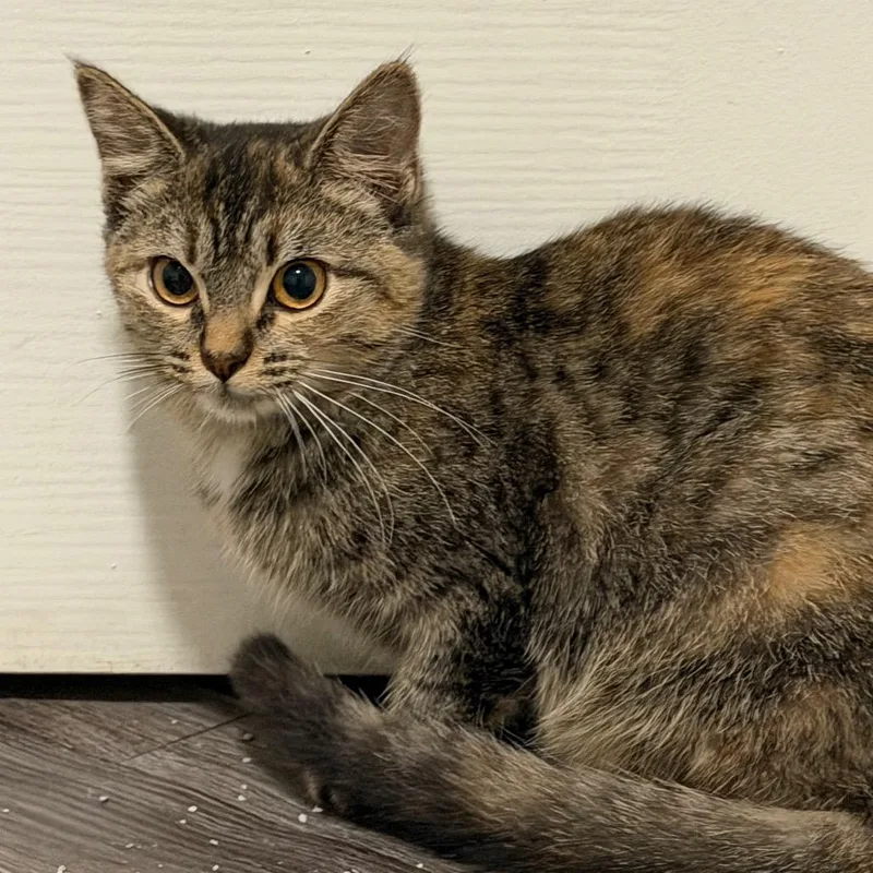 A baby small-sized female Torbie Domestic Short Hair cat named Pinecone for adoption in Georgetown, KY