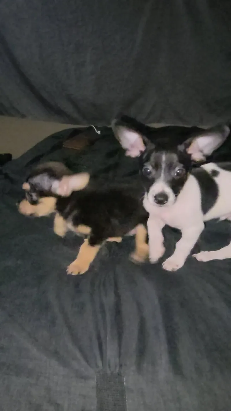 A baby small-sized male Chihuahua dog named Ziggy for adoption in Gainesville, VA