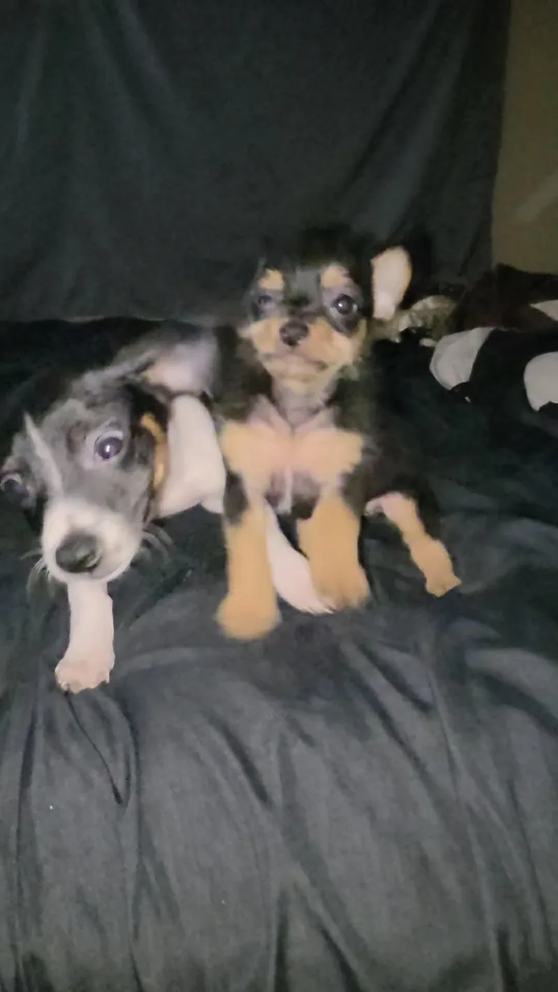 Ziggy thumbnail 3