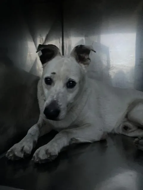 An adult medium-sized male Mixed Breed dog named Bubba for adoption in Dallas, TX