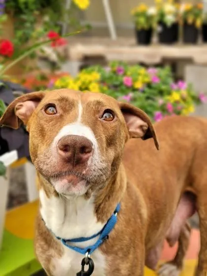 An adult medium-sized female Mixed Breed dog named Amber Lynn for adoption in Fairfax, VA