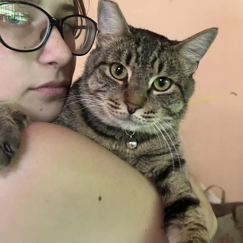 An adult medium-sized male Brown / Chocolate Domestic Short Hair cat named Aspen for adoption in Veneta, OR