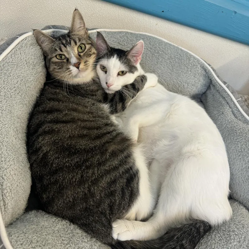 Macgregor thumbnail 2