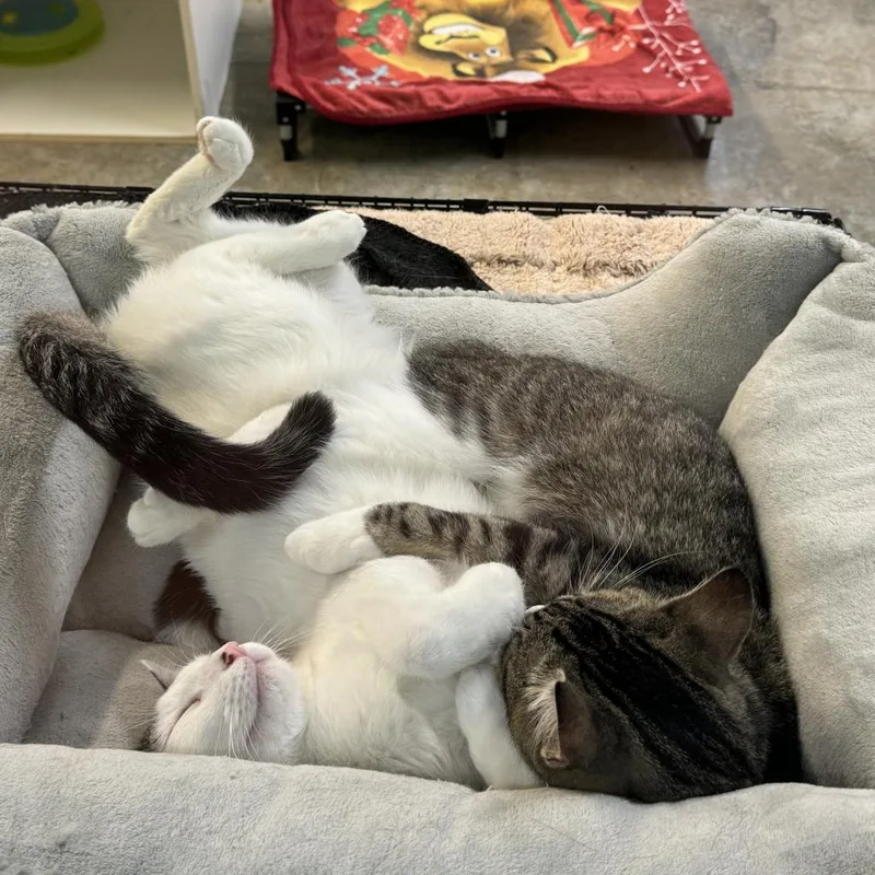 Macgregor thumbnail 3