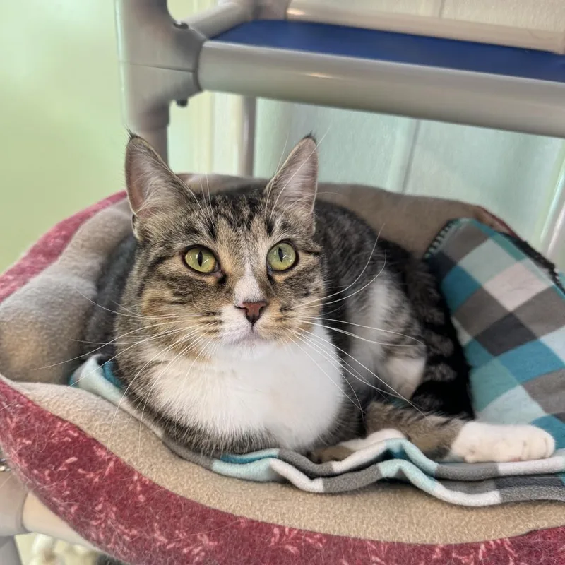 Macgregor thumbnail 5