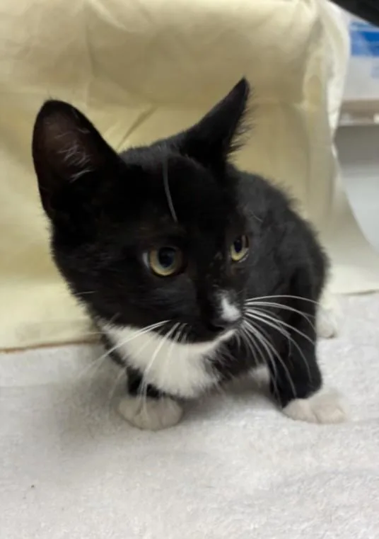 A baby medium-sized male Domestic Short Hair cat named Dylan for adoption in Chatsworth, CA