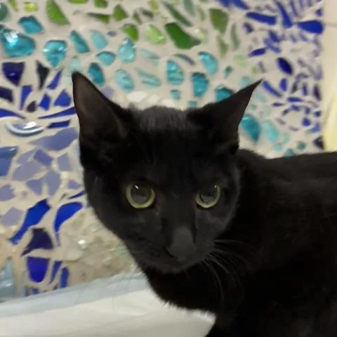 A young medium-sized female Domestic Short Hair cat named Egypt for adoption in Pensacola, FL