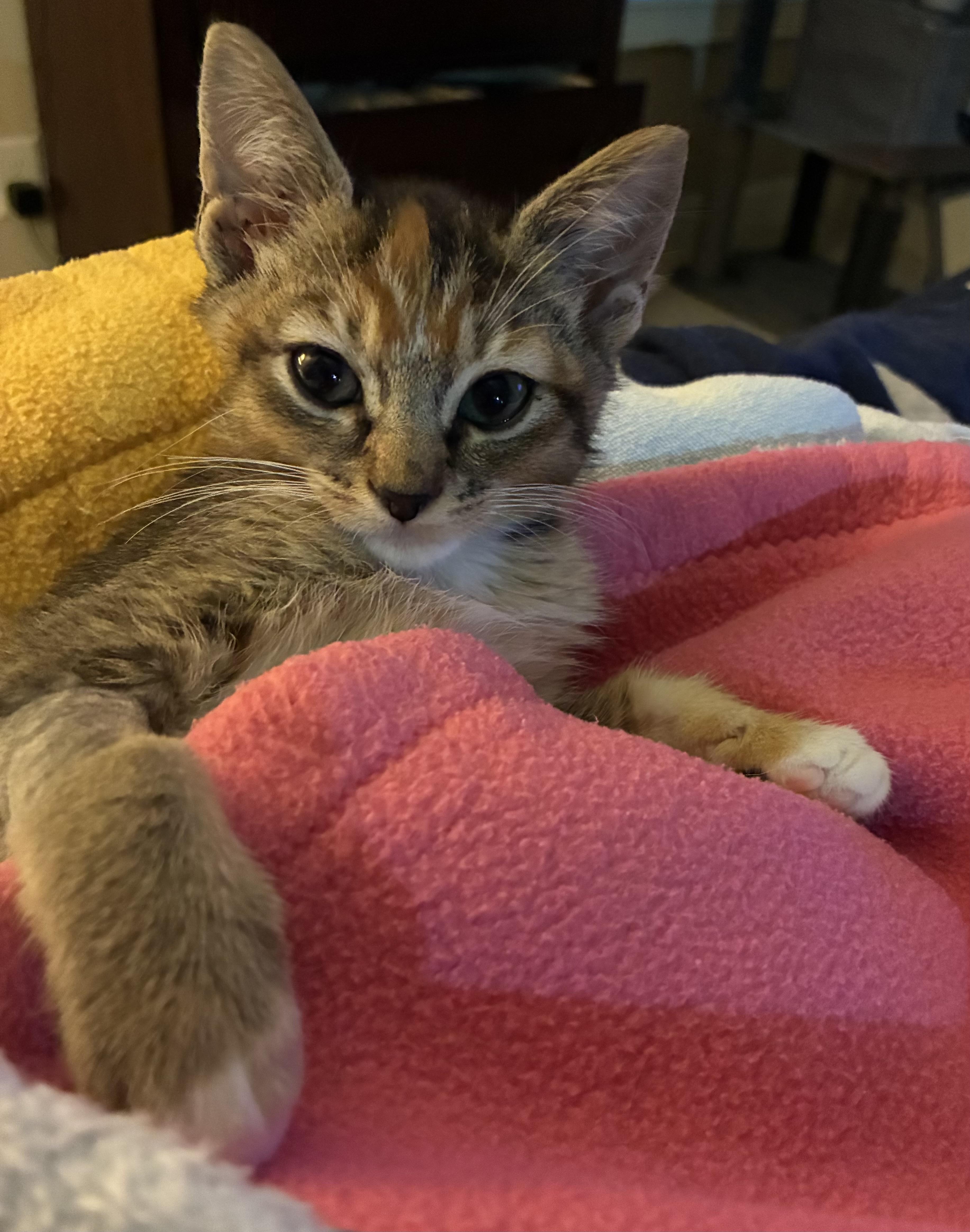 A young medium-sized female Tabby (Brown / Chocolate) Domestic Short Hair cat named Slurpee for adoption in Marietta, GA
