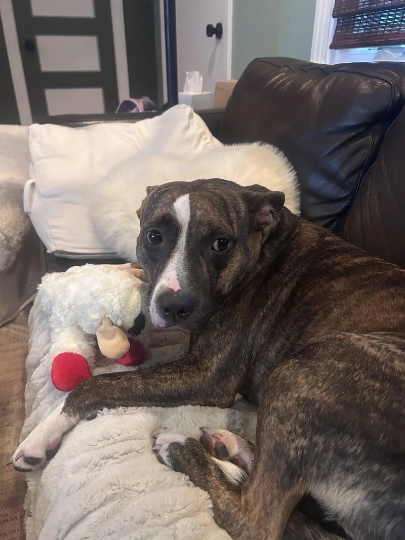 An adult medium-sized female Pit Bull Terrier dog named June for adoption in Antioch, TN