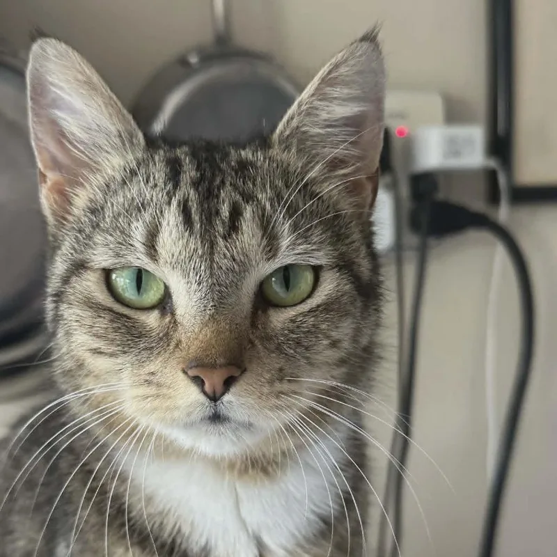 An adult small-sized female Brown / Chocolate Domestic Short Hair cat named Penny for adoption in Reisterstown, MD