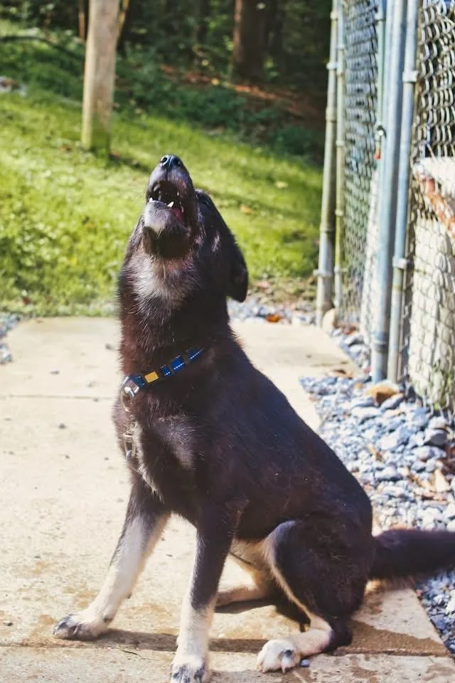 A baby medium-sized female Husky dog named Sky for adoption in Grafton, WV